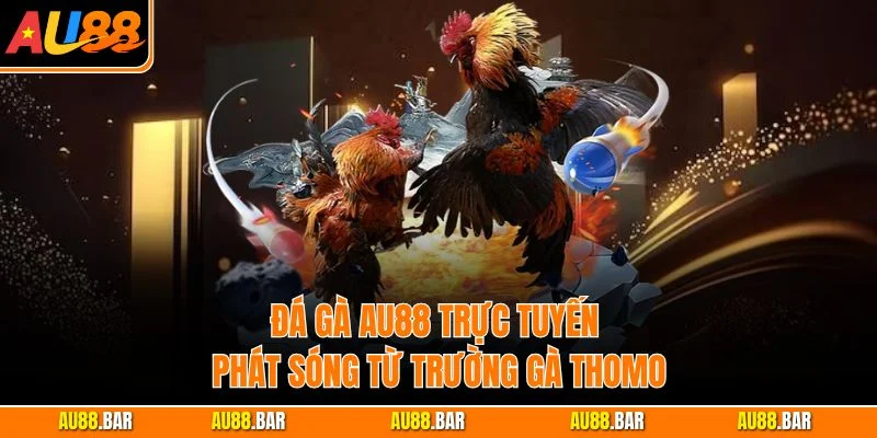 Đá gà AU88 trực tuyến phát sóng từ trường gà Thomo