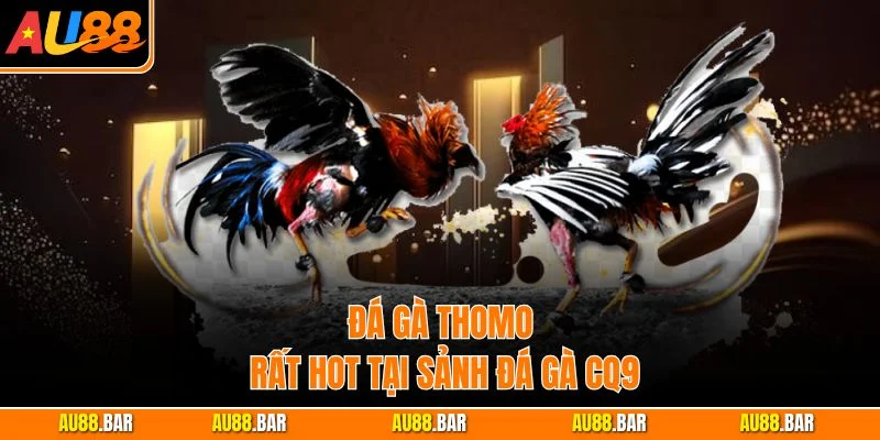 Đá gà Thomo rất hot tại sảnh đá gà CQ9