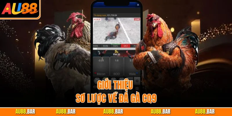 Giới thiệu sơ lược về đá gà CQ9