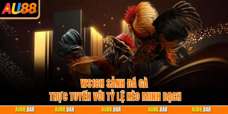 WS16H sảnh đá gà trực tuyến với tỷ lệ kèo minh bạch